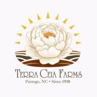 Achimenes Tetra Himalayan Orange